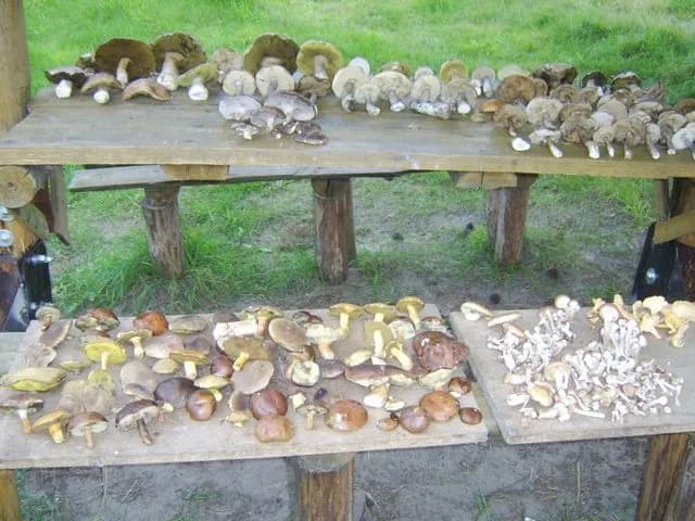 Gdzie na grzyby z noclegiem? Odkryj idealne miejsca na grzybobranie